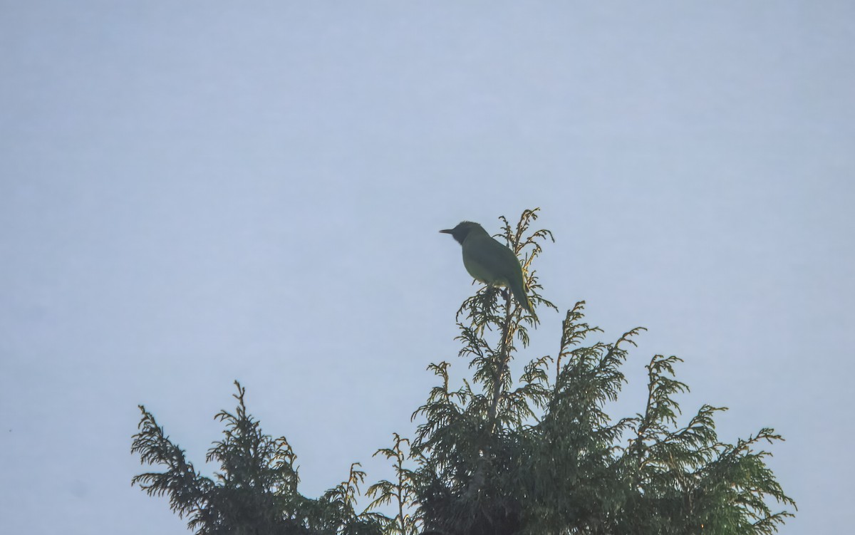 gyllenpannebladfugl - ML645982617