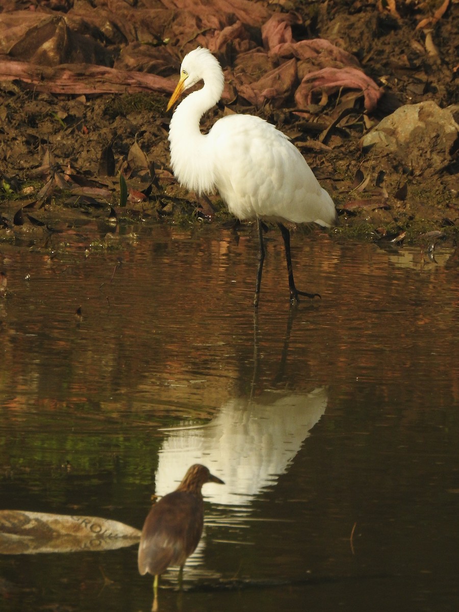 Indian Pond-Heron - ML645982629