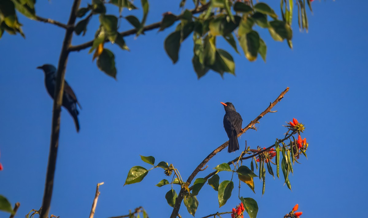 Горована індійська - ML645982636