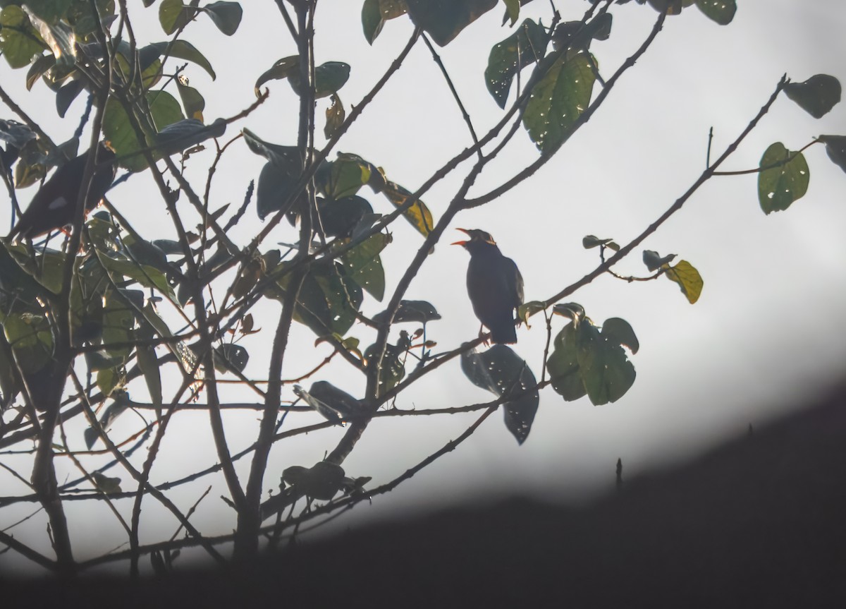 Southern Hill Myna - ML645982639