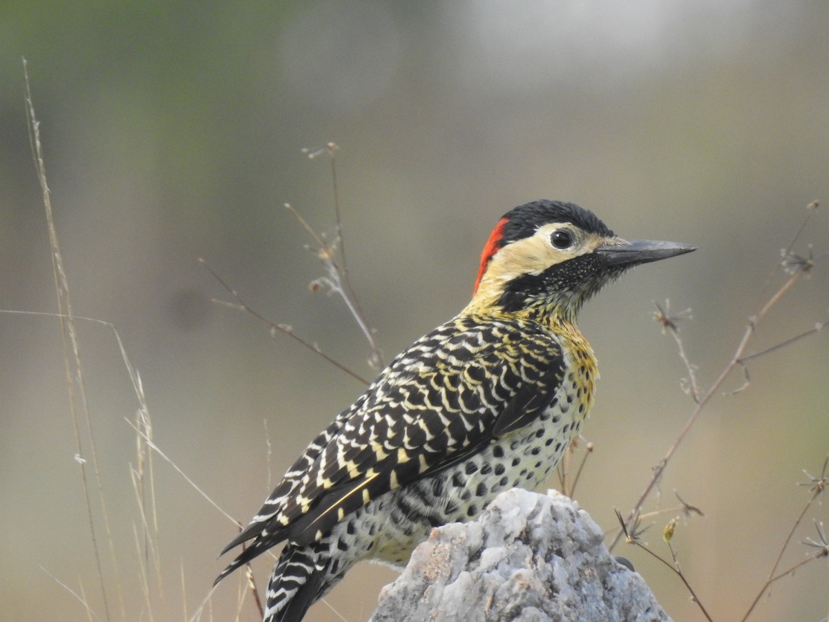 Черноусый дятел - ML645982640