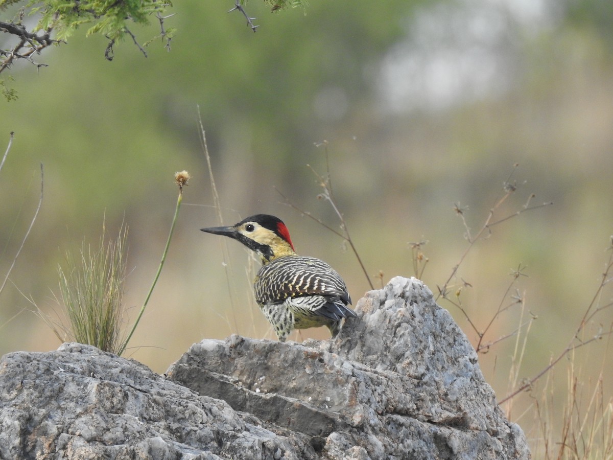 Черноусый дятел - ML645982647