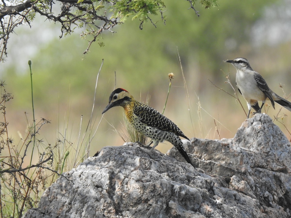 Черноусый дятел - ML645982650