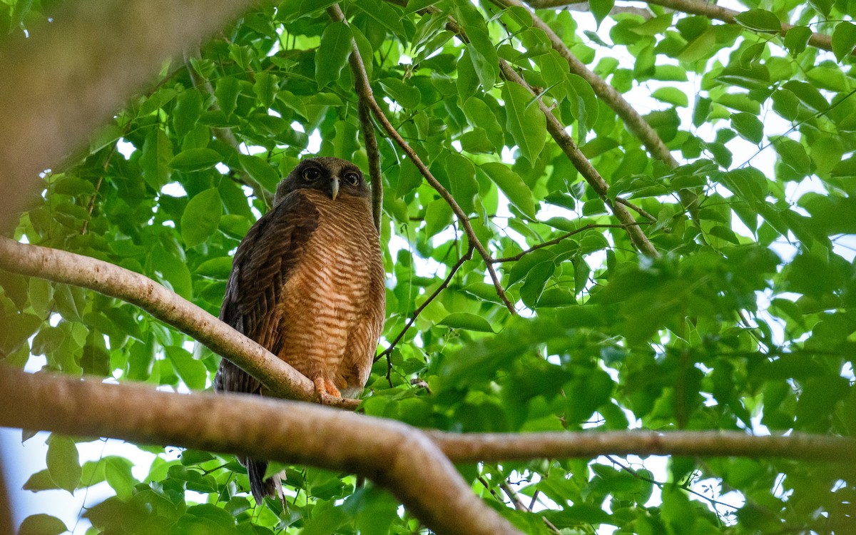 Nínox Rojizo - ML645982656