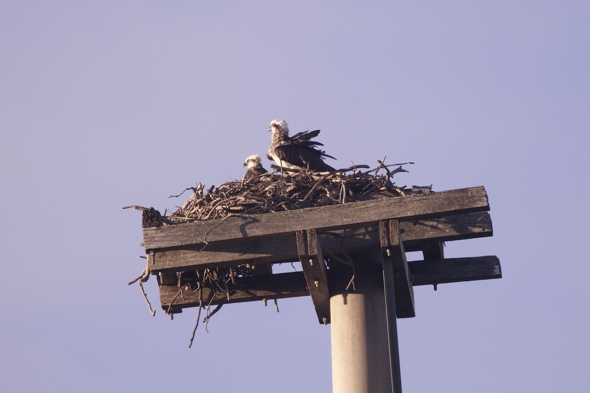 Osprey (Australasian) - ML645982657