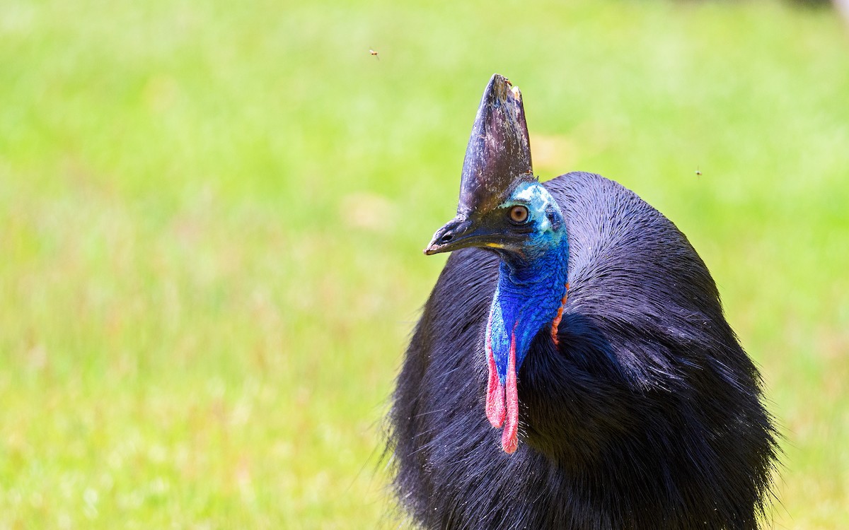 toflikkasuar - ML645982666