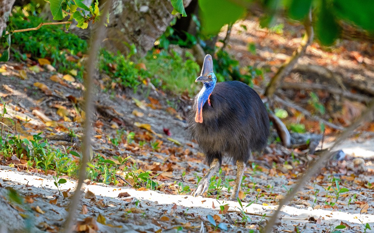 toflikkasuar - ML645982667