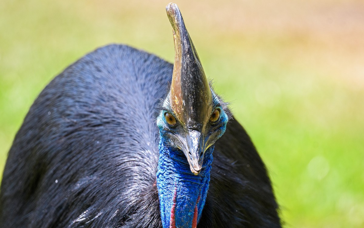 toflikkasuar - ML645982668