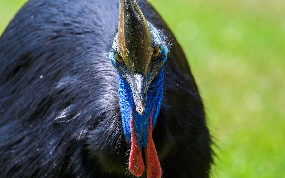 toflikkasuar - ML645982669