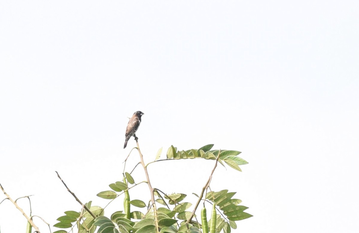 Bronze Mannikin - ML645982670