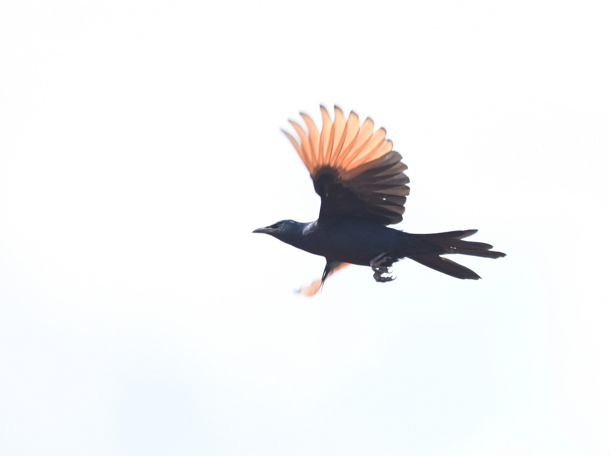 Kızılkanat - ML645982688