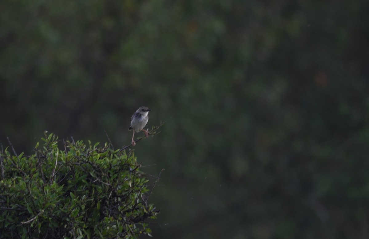 Tawny-flanked Prinia - ML645982691