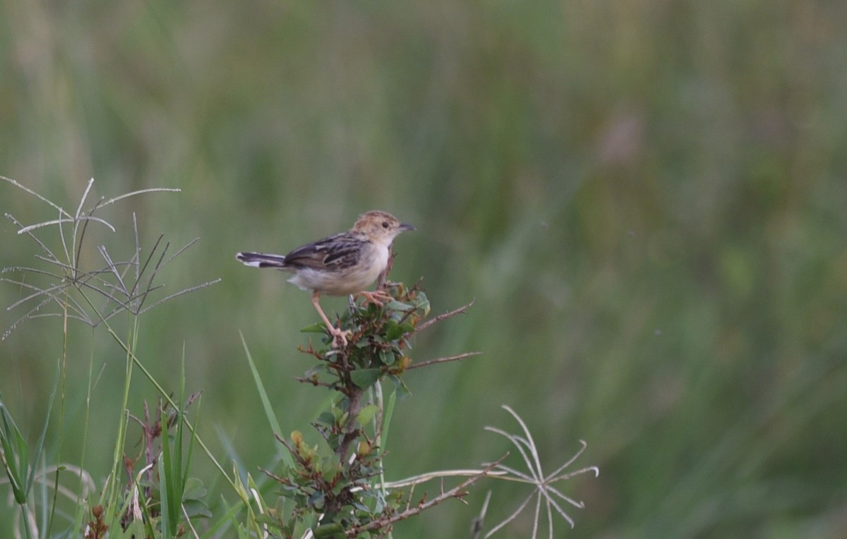 Rattling Cisticola - ML645982693