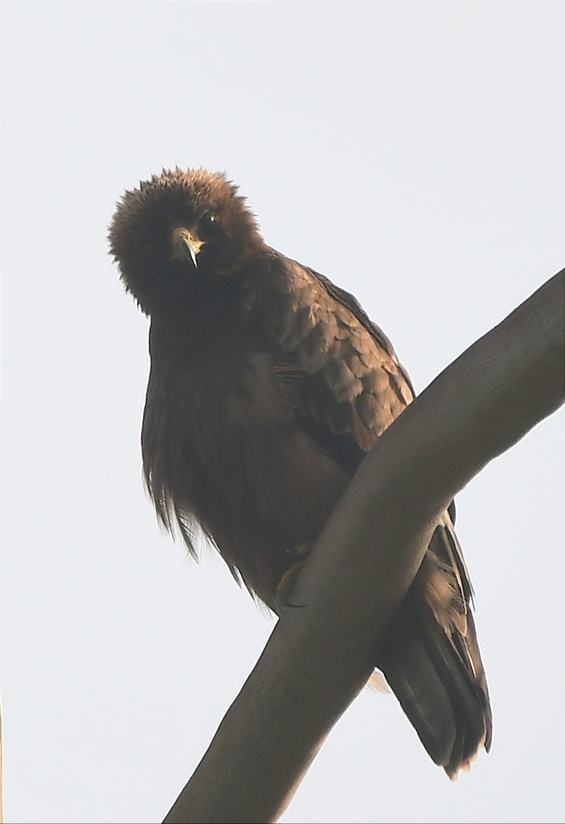 Booted Eagle - ML645982702