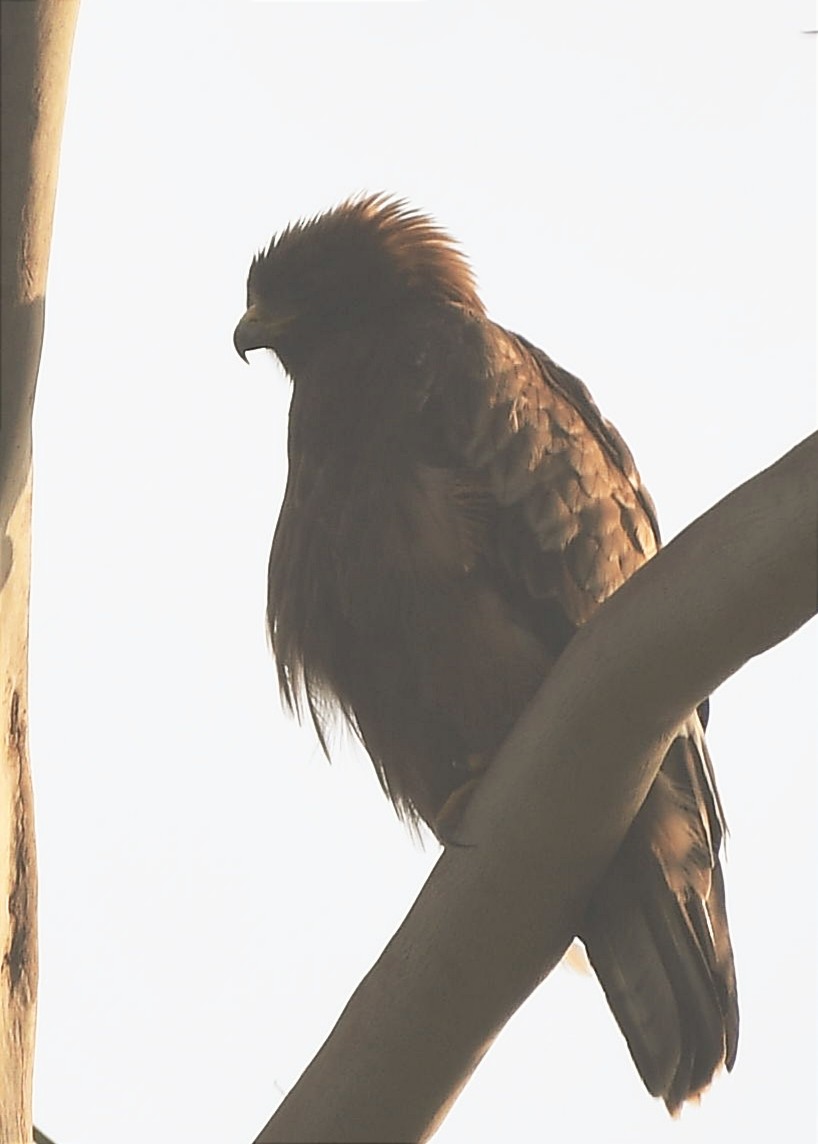 Booted Eagle - ML645982704