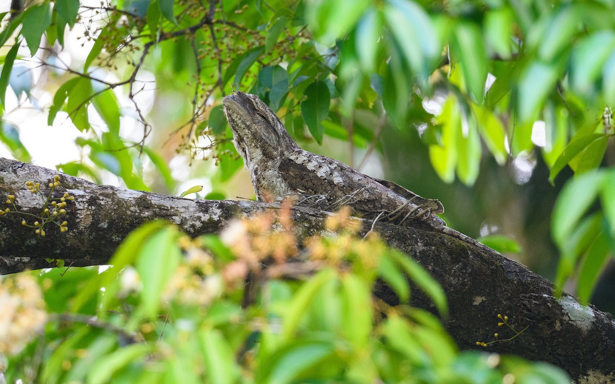Papuan Frogmouth - ML645982711