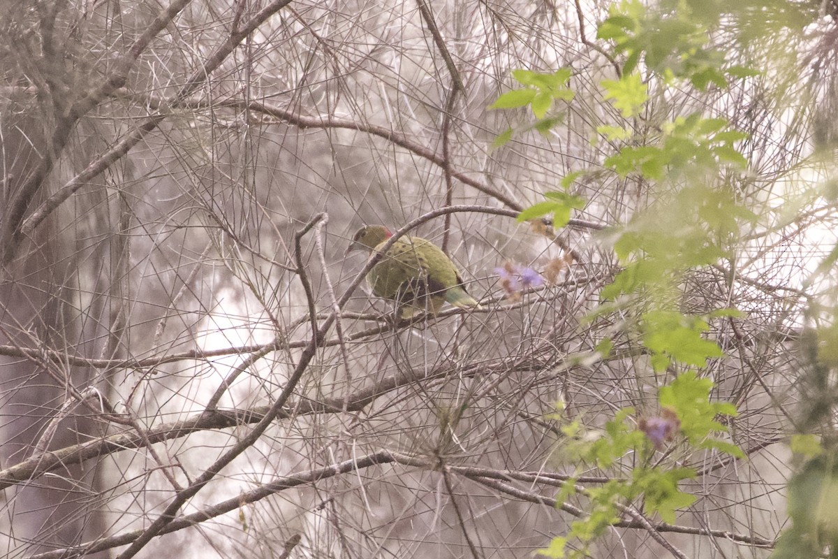 Superb Fruit-Dove - ML645982712