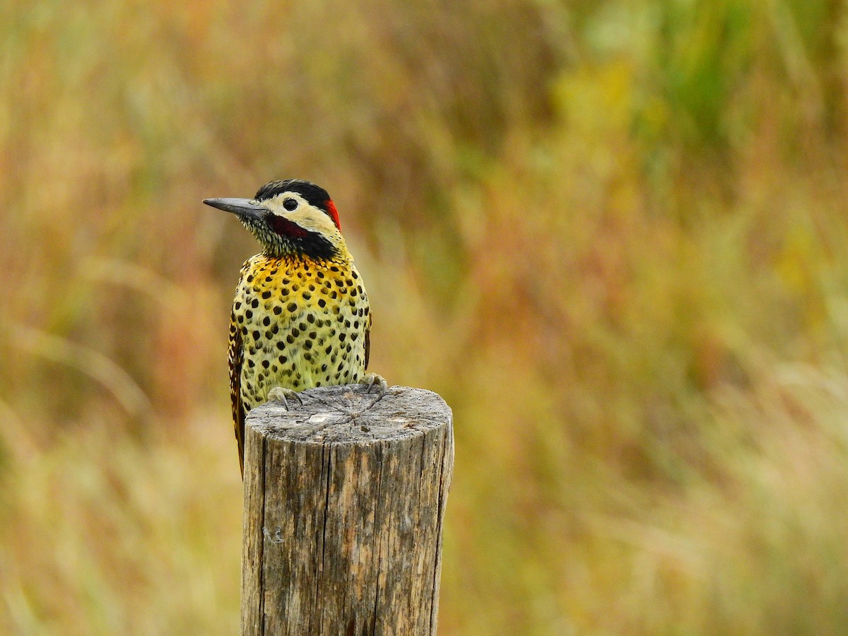 Черноусый дятел - ML645982717