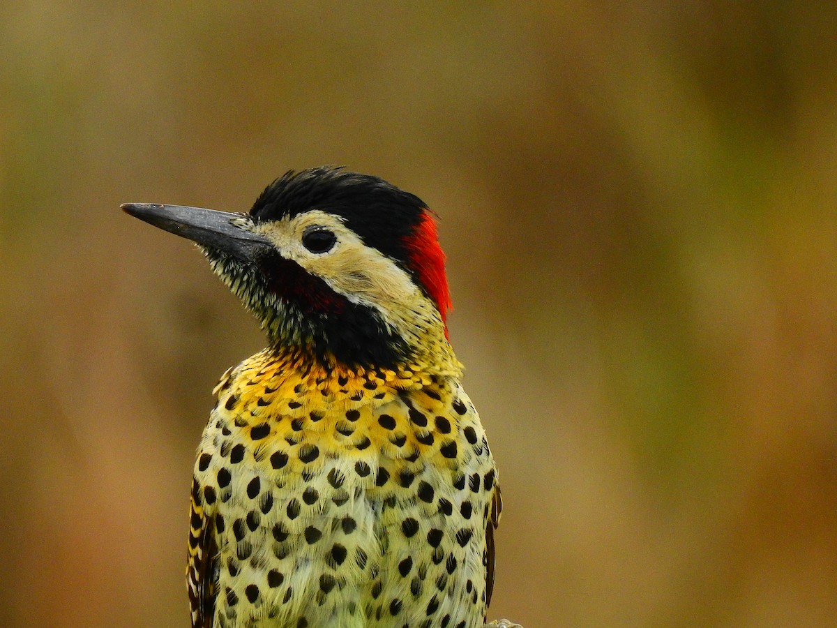 Черноусый дятел - ML645982720