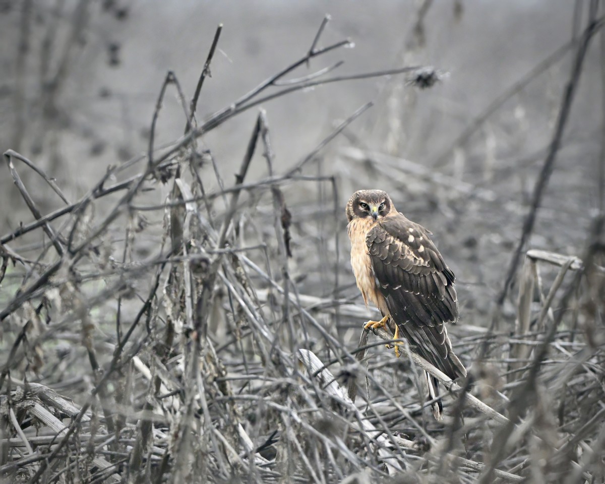 mørkmyrhauk - ML645982732