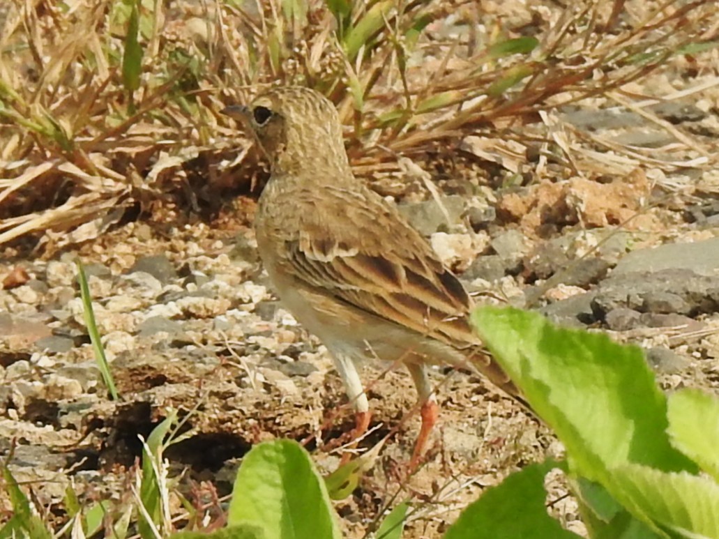 Paddyfield Pipit - ML645982736