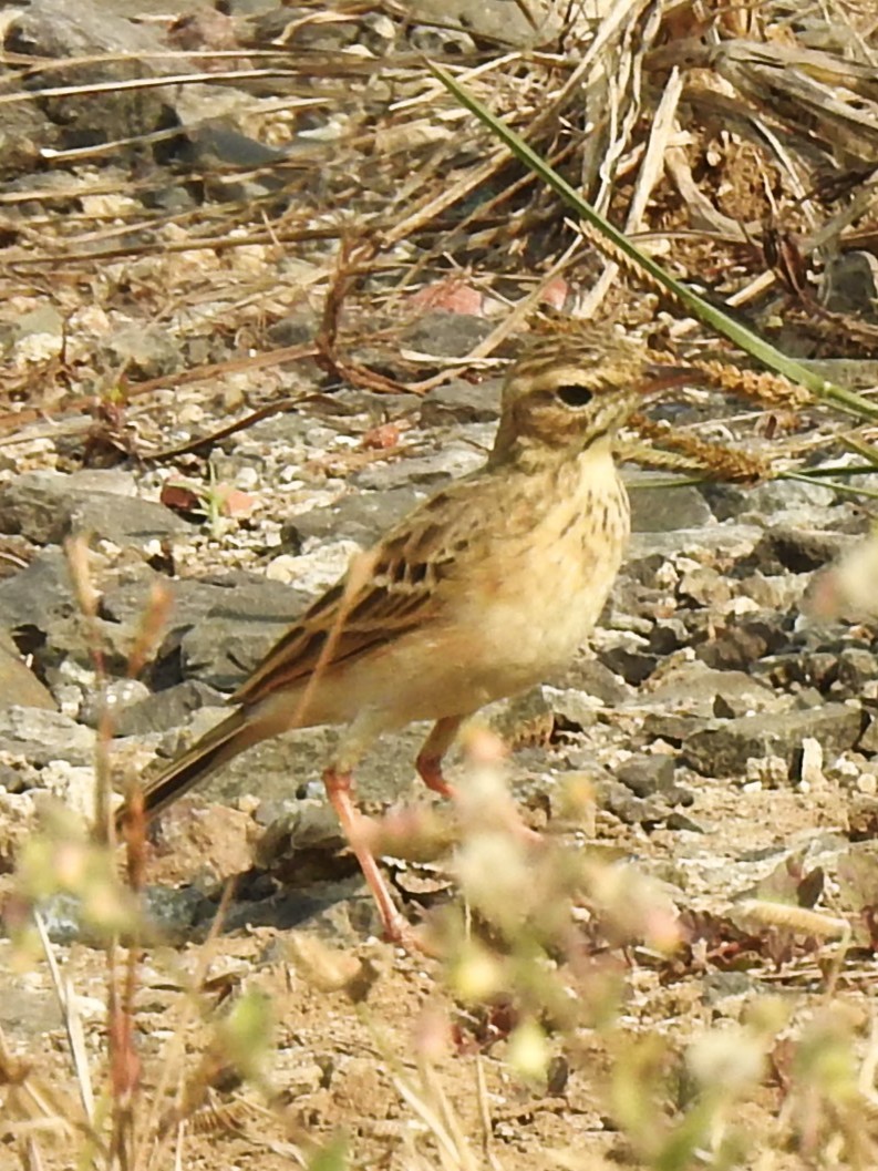 Paddyfield Pipit - ML645982737