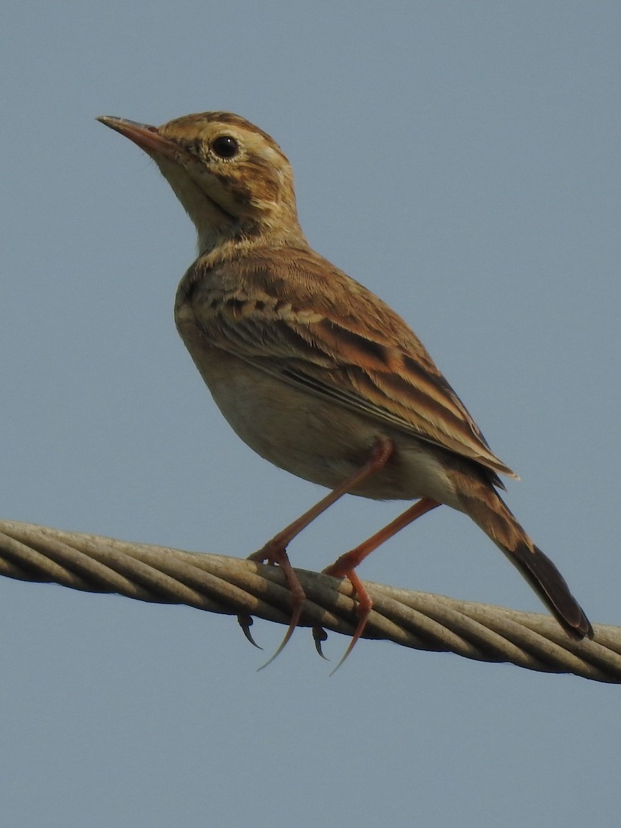 Paddyfield Pipit - ML645982738