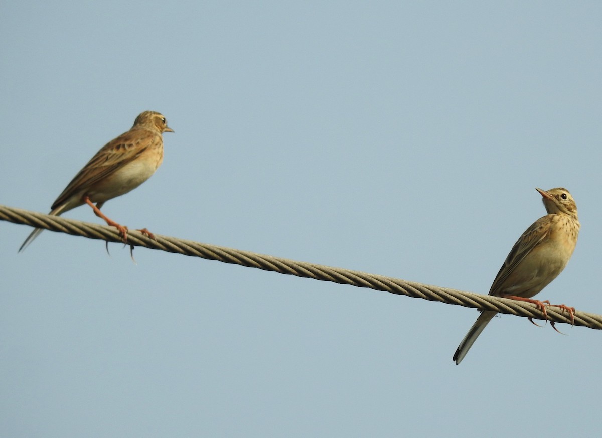 Paddyfield Pipit - ML645982739