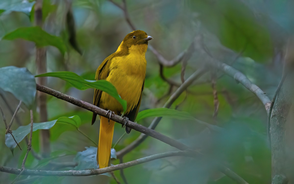 Golden Bowerbird - ML645982743