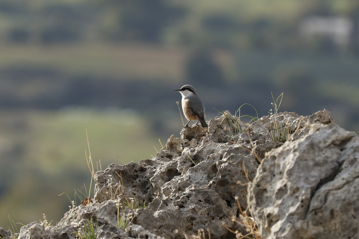 Western Rock Nuthatch - ML645982744