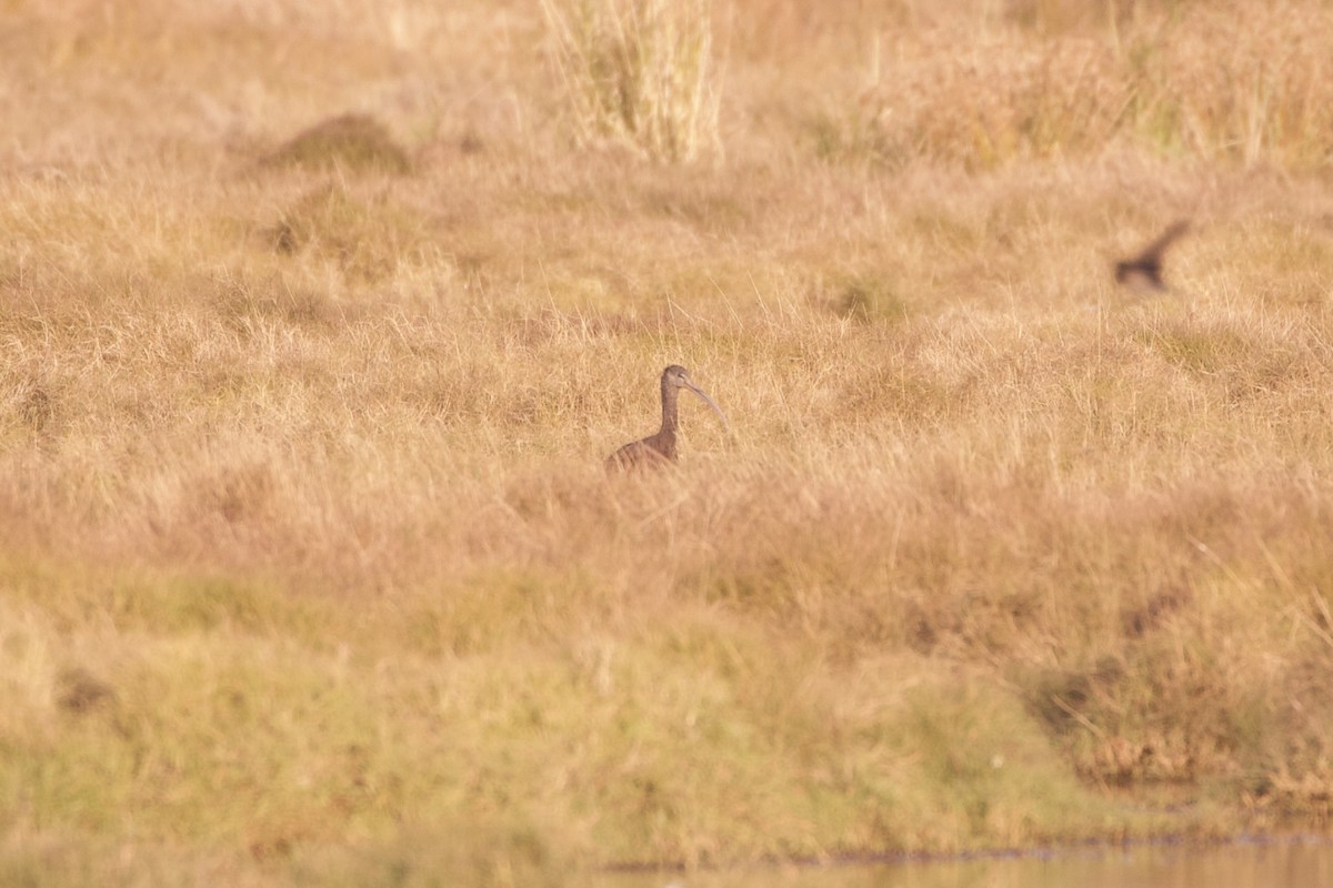 Glossy Ibis - ML645982745