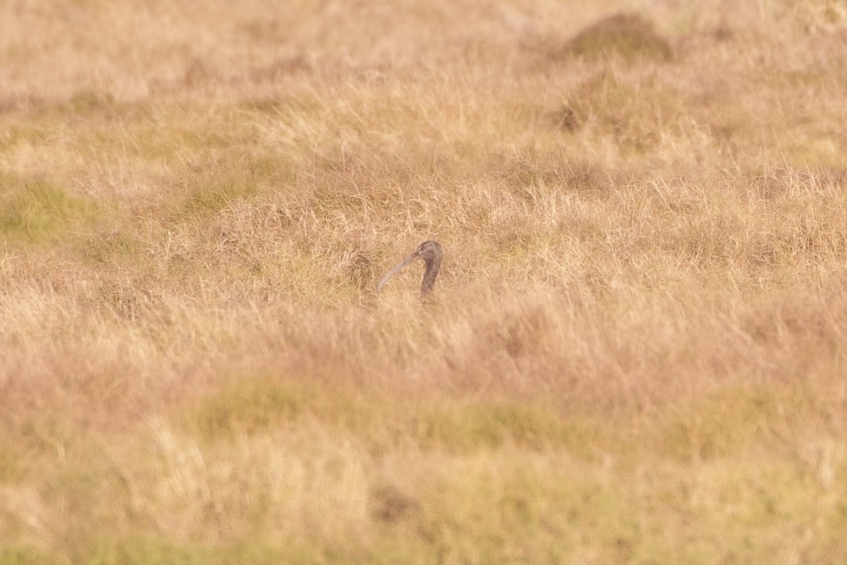 Glossy Ibis - ML645982747