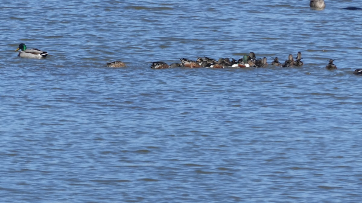 Northern Shoveler - ML645982749