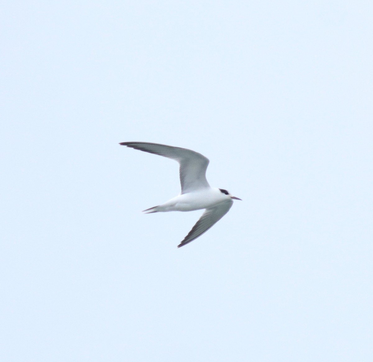 Common Tern - ML645982750