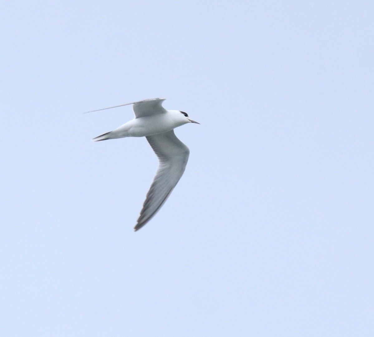 Common Tern - ML645982751