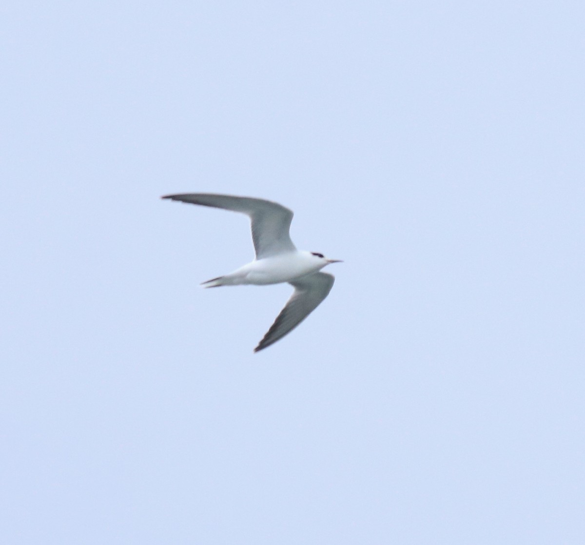 Common Tern - ML645982752