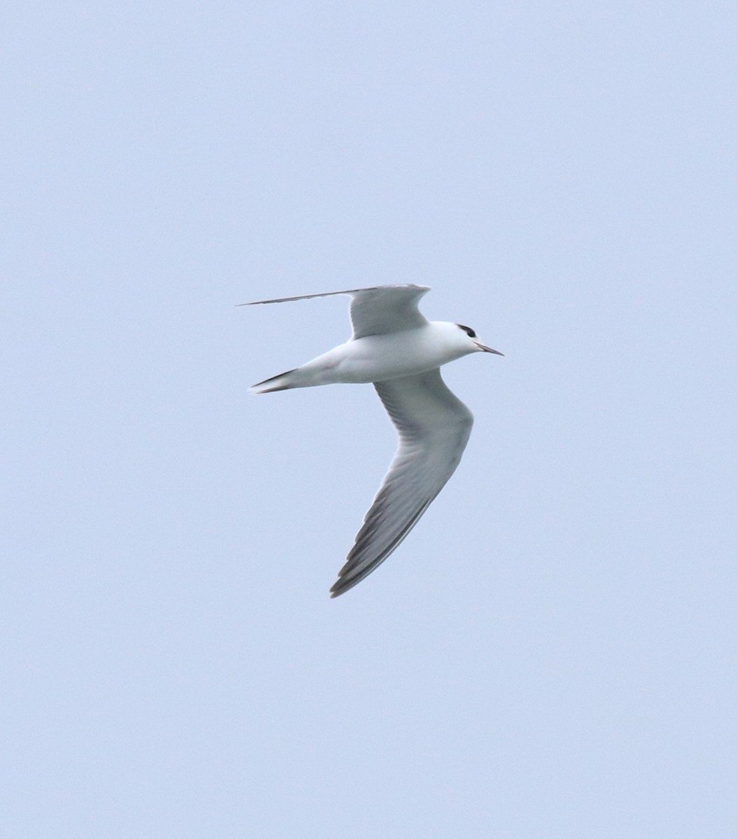 Common Tern - ML645982753