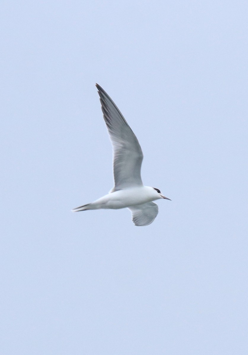 Common Tern - ML645982754