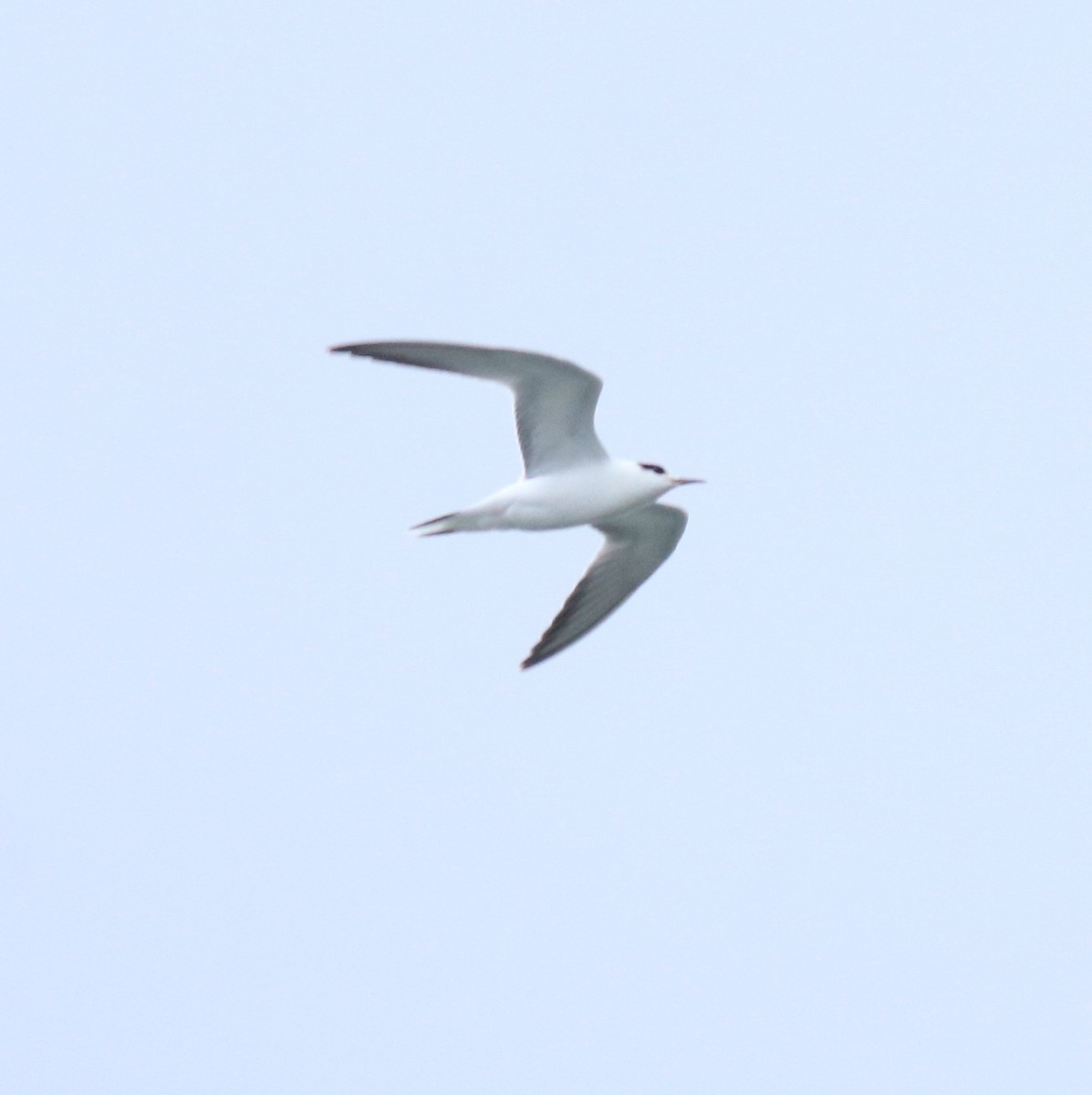 Common Tern - ML645982755