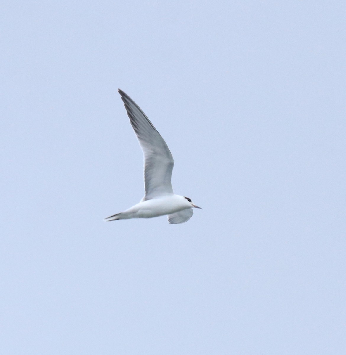 Common Tern - ML645982756