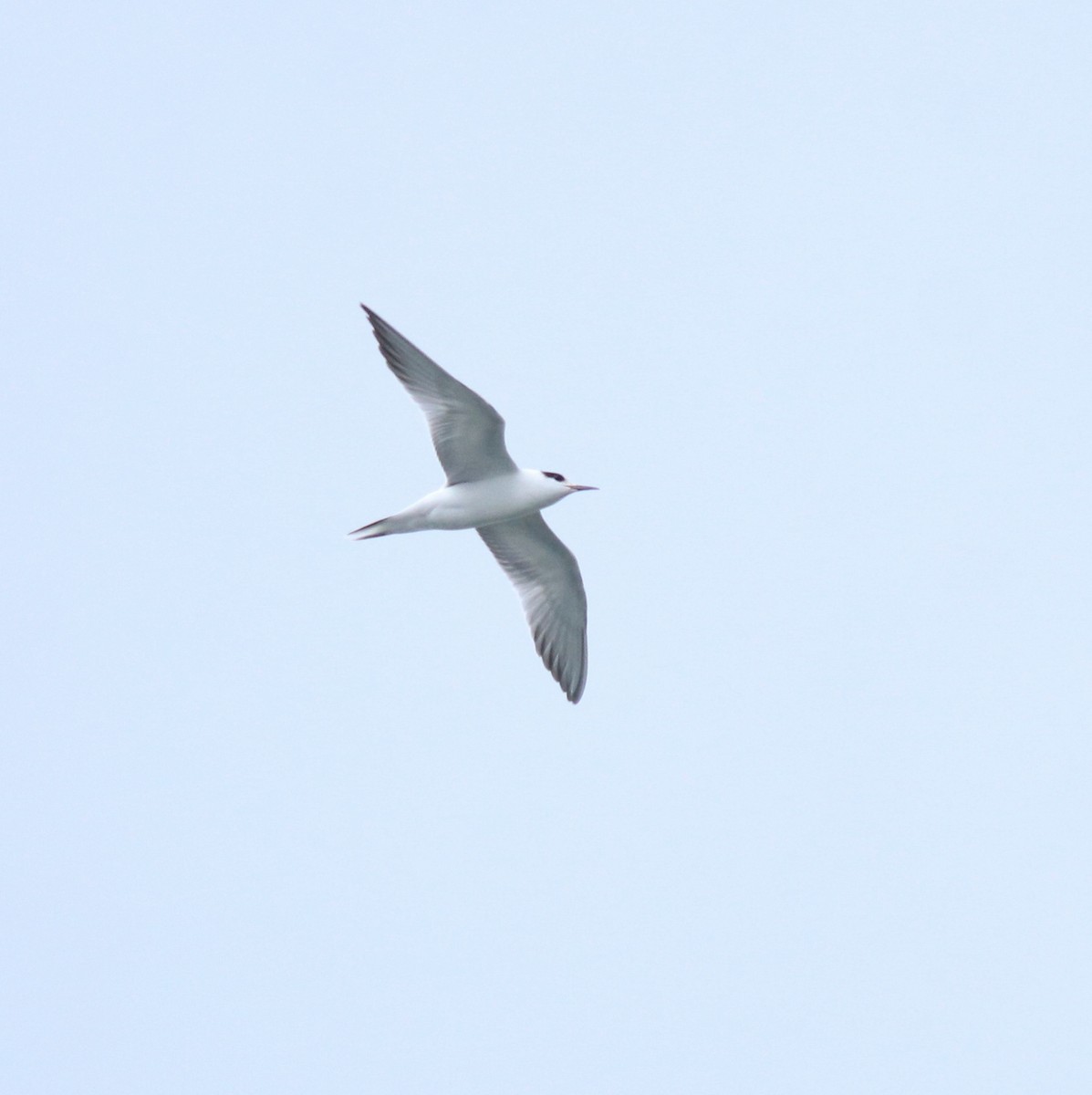 Common Tern - ML645982757