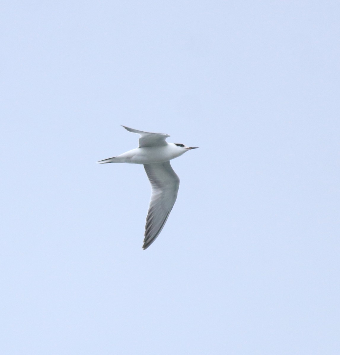Common Tern - ML645982758