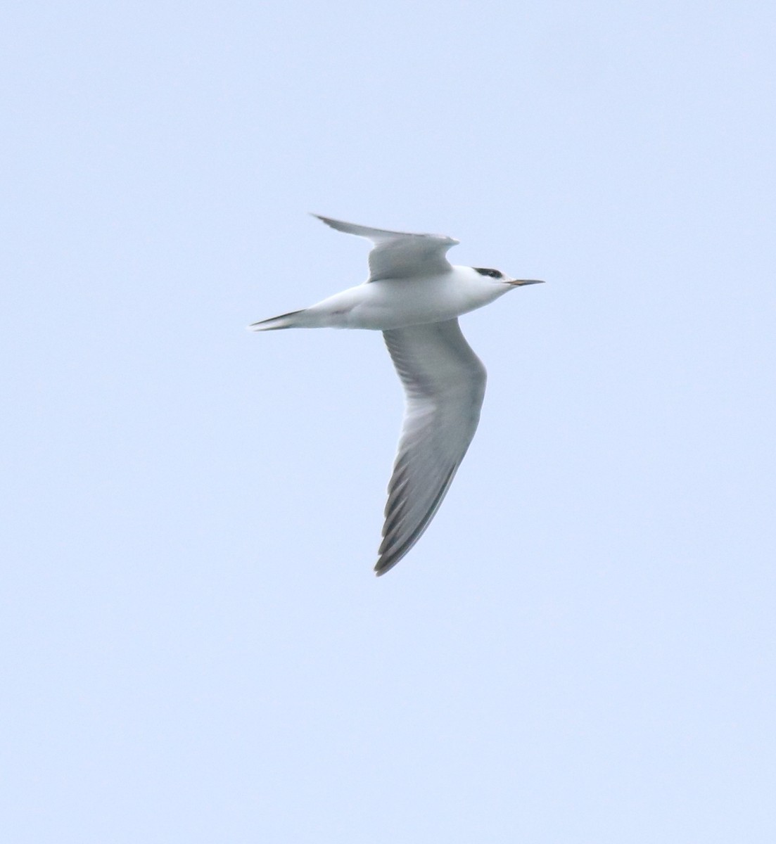 Common Tern - ML645982759