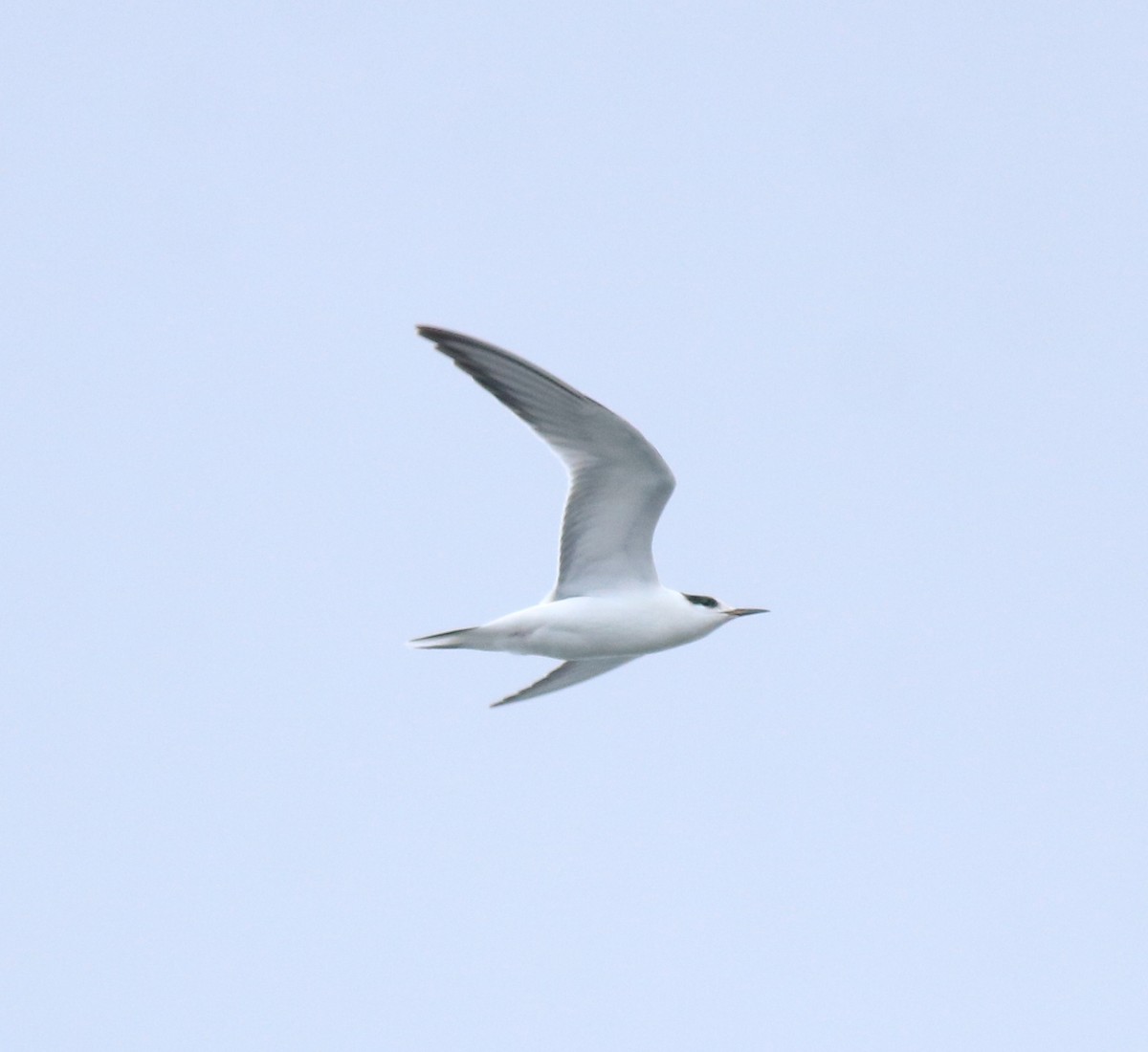 Common Tern - ML645982760