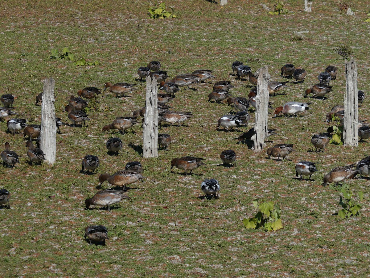 Eurasian Wigeon - ML645982761