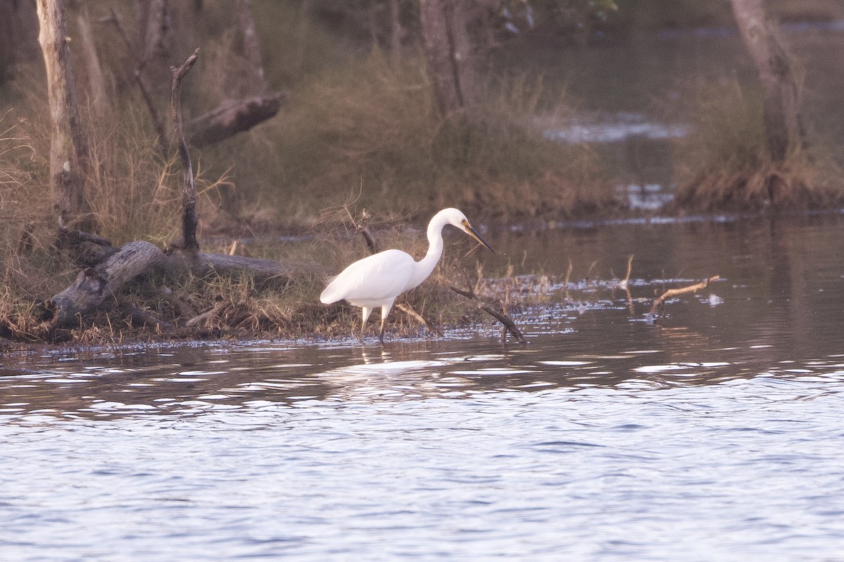 Little Egret (Australasian) - ML645982762
