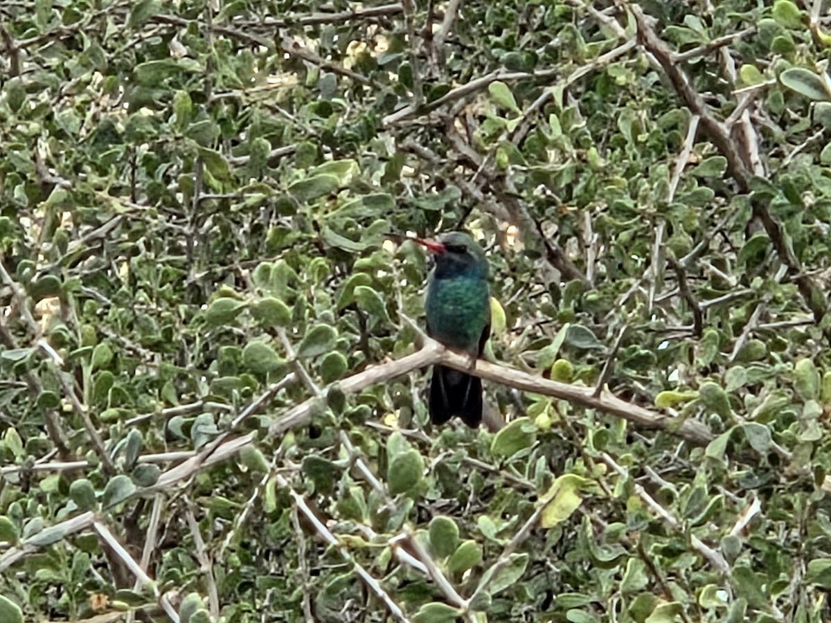 Broad-billed Hummingbird - ML645982763