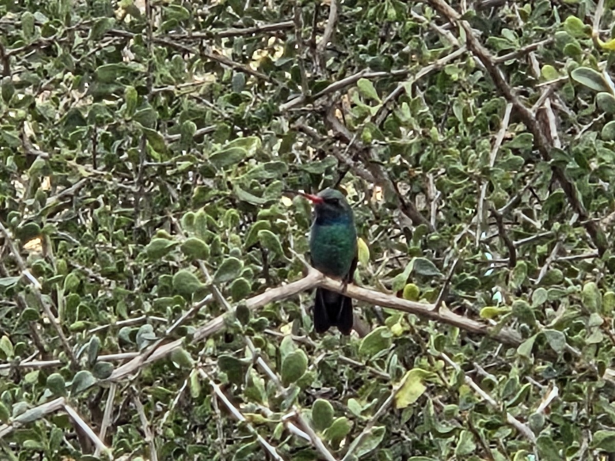 Broad-billed Hummingbird - ML645982764