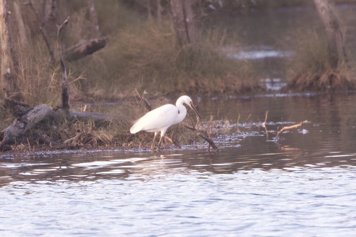Little Egret (Australasian) - ML645982767