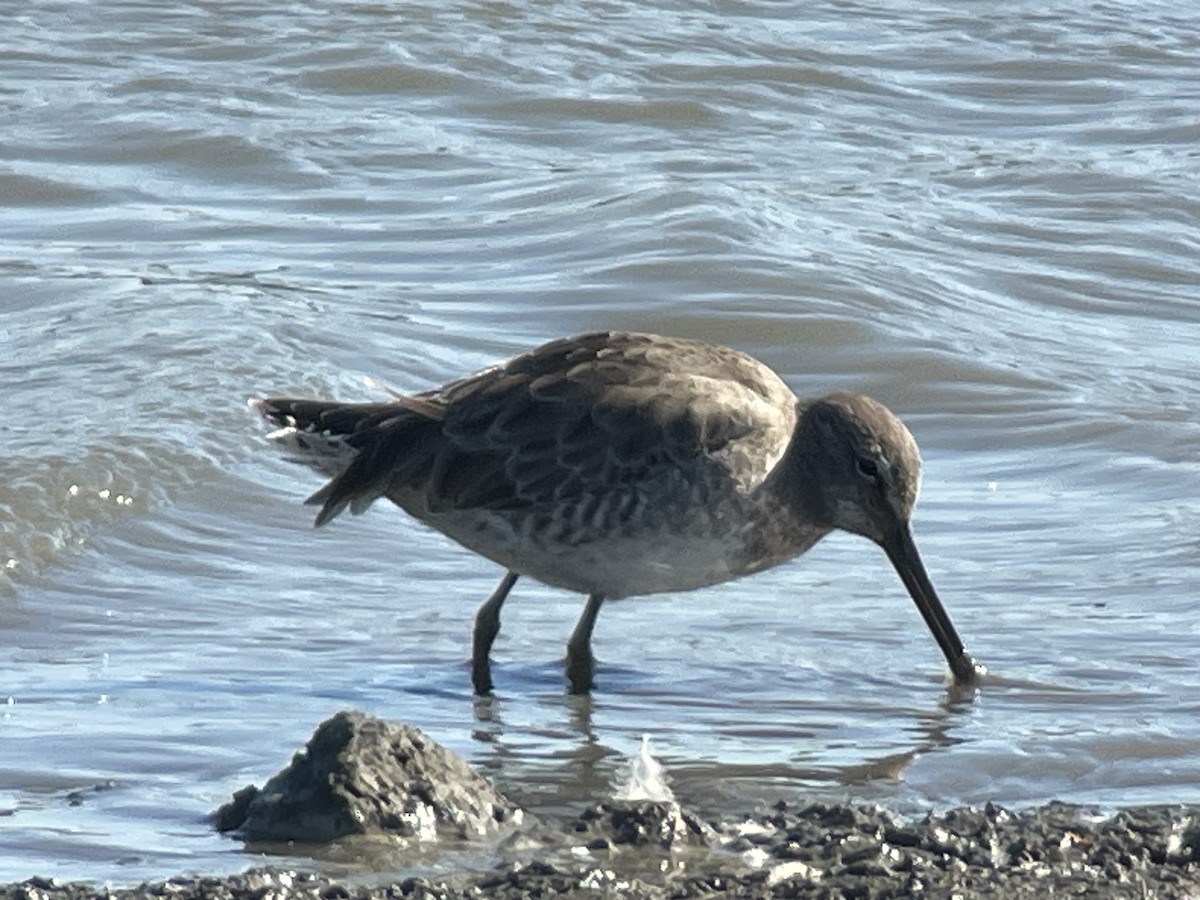 Неголь довгодзьобий - ML645982768